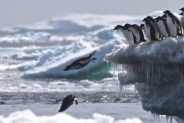 Adélie penguins thrive on the Danger Islands
