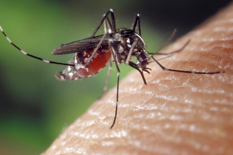 Why Are There GMO Mosquitos?