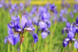2019/04/flower-76336_1280.jpg