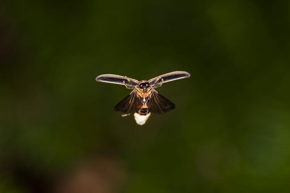 Where to Find Firefly Insects