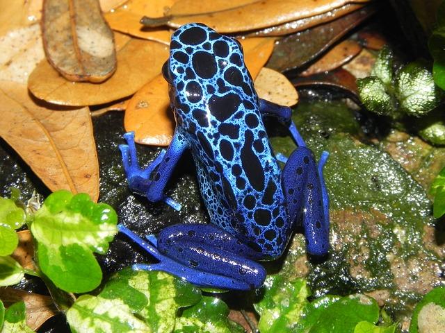 What Makes Poison Dart Frogs Poisonous?