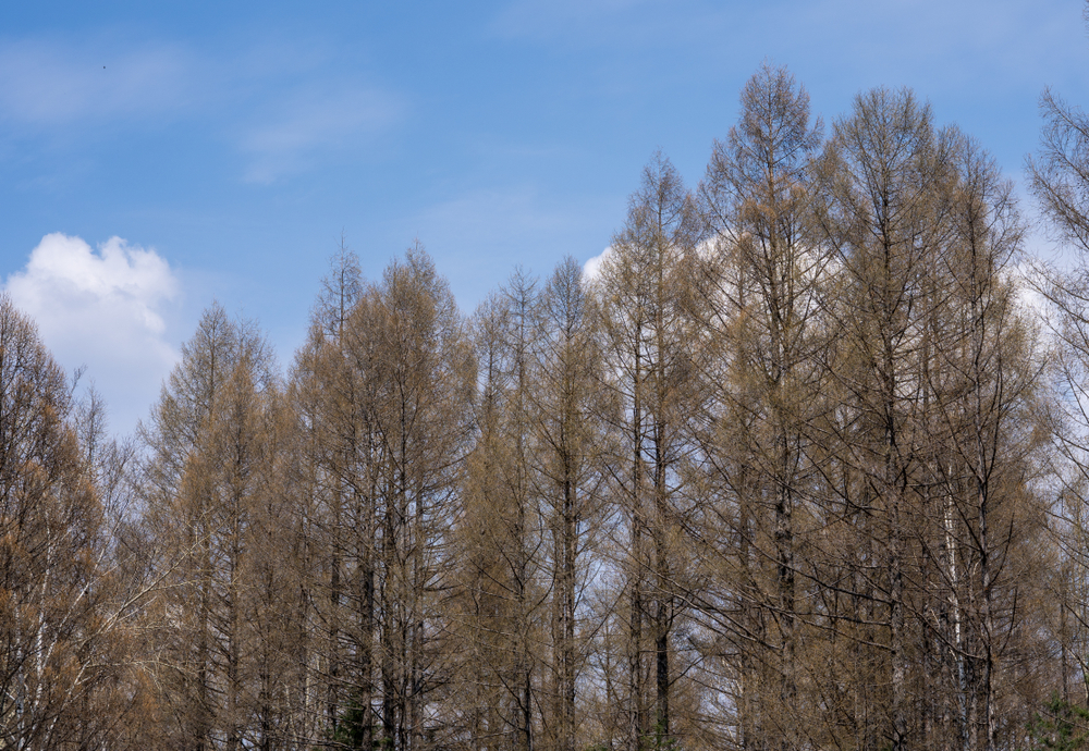 Larch trees in far north feeling effects of climate change