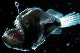 2019/05/deep-sea-anglerfish.jpg