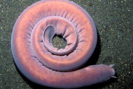 2019/05/hagfish.jpg