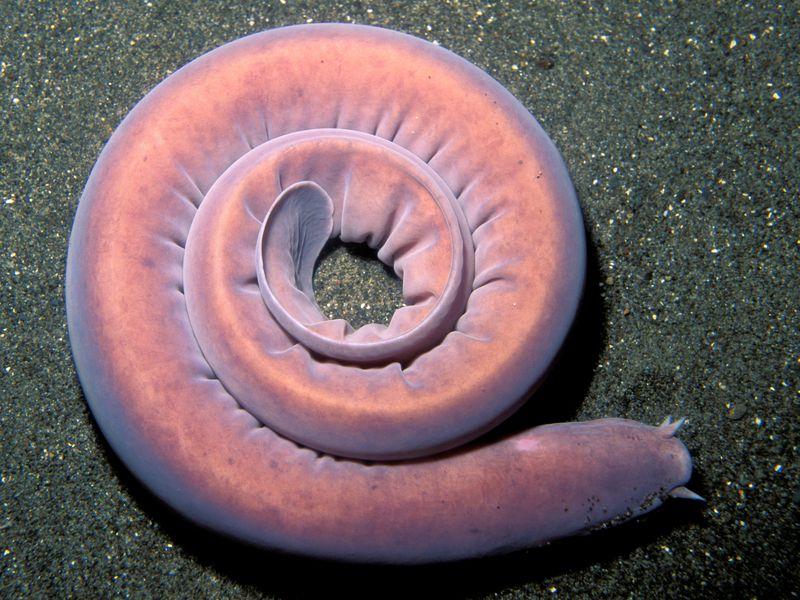 5 Strangest Deep Sea Creatures