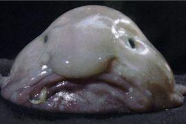 2019/06/blobfish.jpg