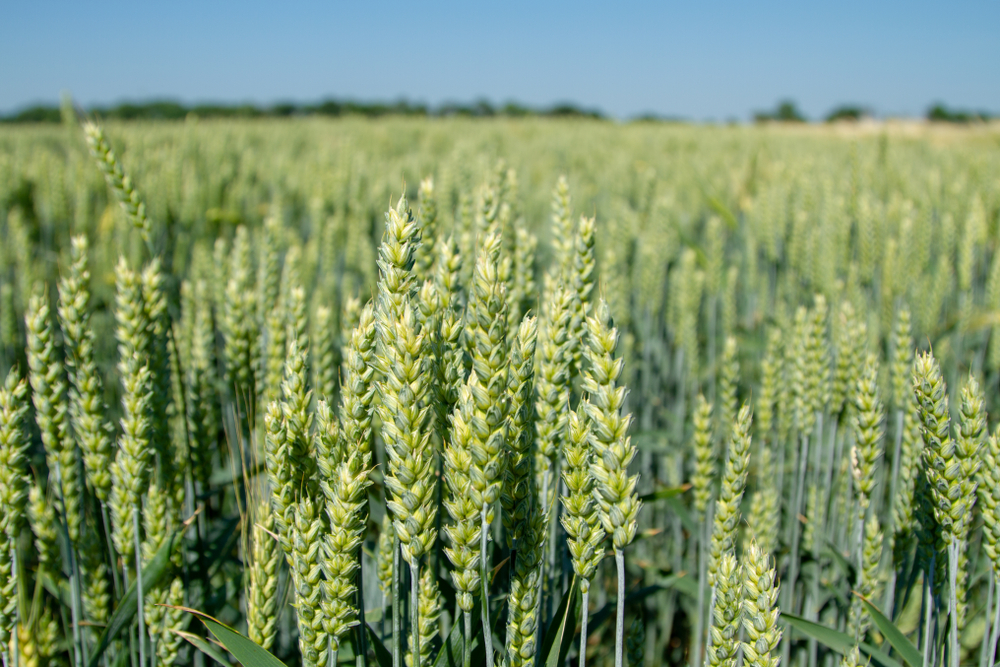 Is climate change already affecting crop production?