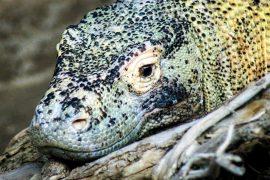 2019/06/komodo-dragon-3543238-1.jpg