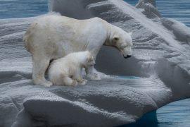 2019/06/polar-bear-709682_1280.jpg