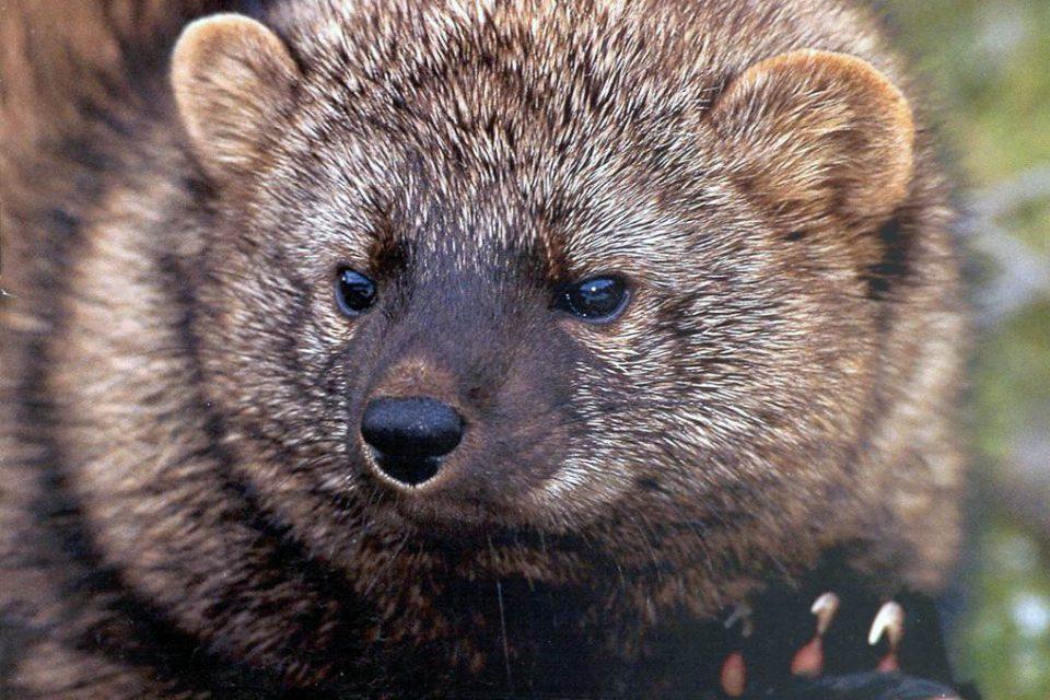 What Is a Fisher Cat?