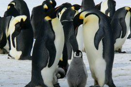 2019/06/penguins-429128_1280.jpg