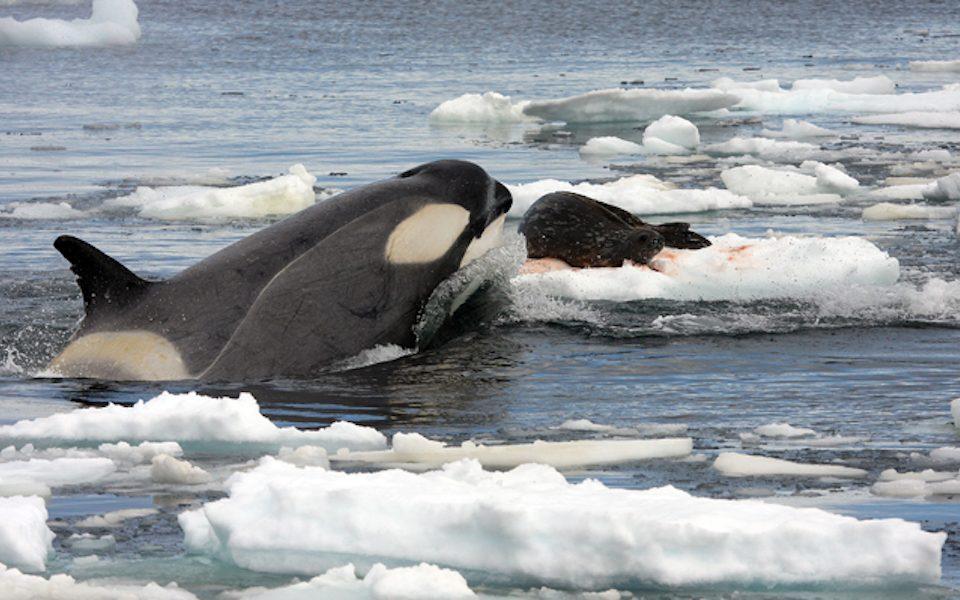 What Do Sea Mammals Eat?