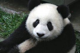 2019/06/panda-649938_1280.jpg
