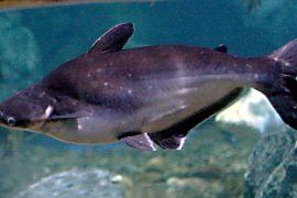 2019/06/Iridescent_Shark_Catfish.jpg