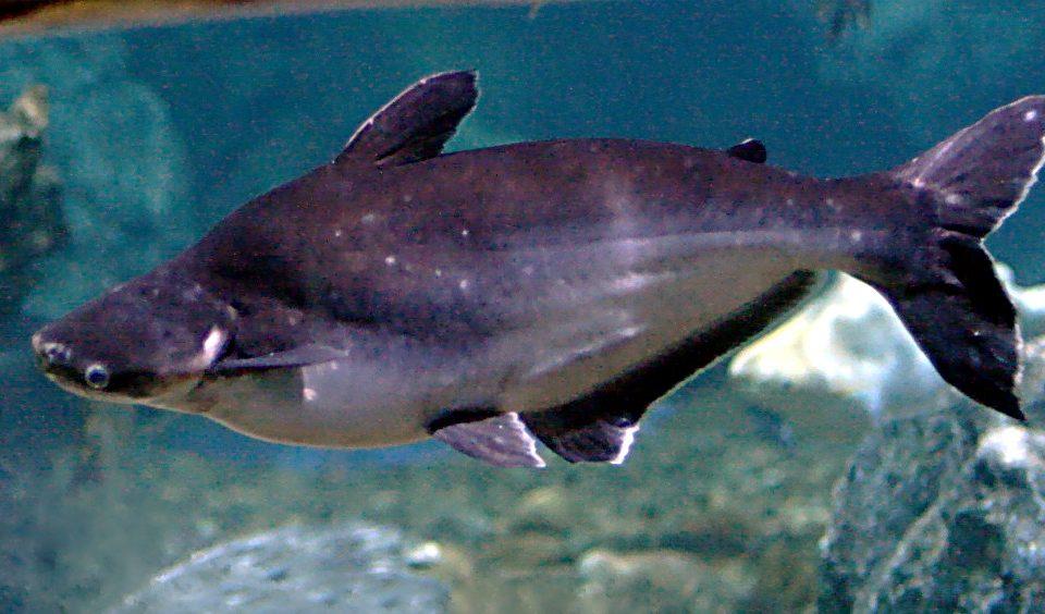 What Is a Swai Fish?