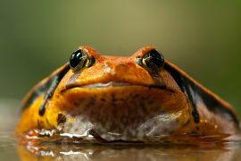 2019/06/frog-208591_1920.jpg