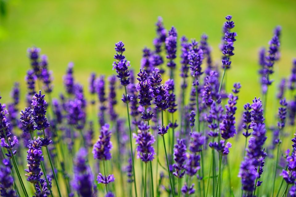 How To Plan and Start Growing an Herb Garden