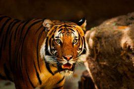 2019/07/tiger-1863976_1280.jpg