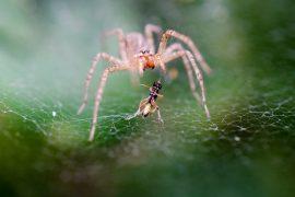 2019/08/spider-197059_1280.jpg