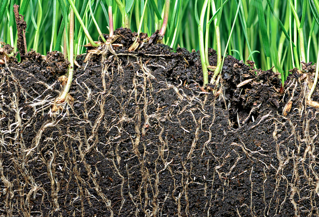 How plant roots know to follow gravity