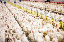 Indoors,Chicken,Farm,,Chicken,Feeding