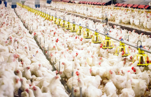 What Is Factory Farming? Is It Good Or Bad?