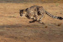2019/08/cheetah-2859581_1280.jpg