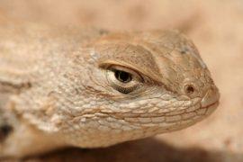 Dunes sagebrush lizard