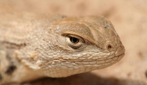 Are There Cases of Convergent Evolution Between Reptiles and Amphibians?