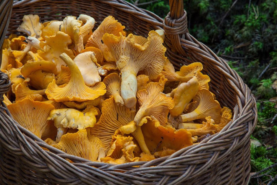 How to Be Smart While Foraging for Food