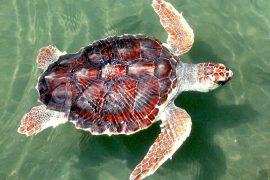 2019/08/turtle-699586_1280.jpg