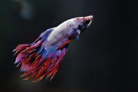 2019/08/betta-3229236_1280-e1566902561637.jpg