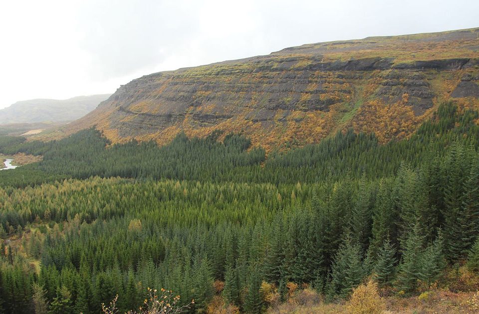 Trees in Iceland, or Lack Thereof