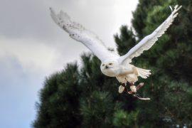 2019/09/snowy-owl-3303888_1920.jpg