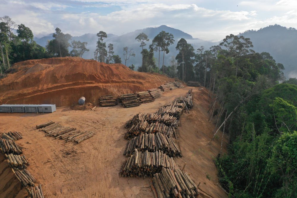 Countries and businesses are missing the target on forest protection