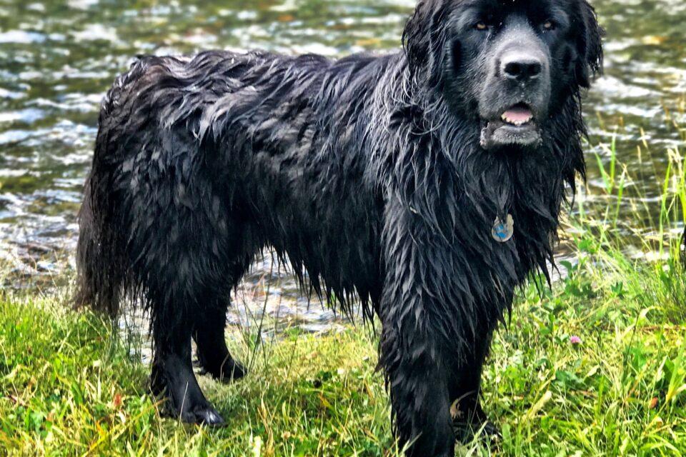 The Newfoundland Dog