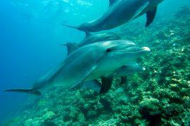 2019/11/dolphins-3782171.jpg