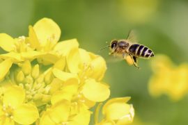 How do bees execute such flawless turns?