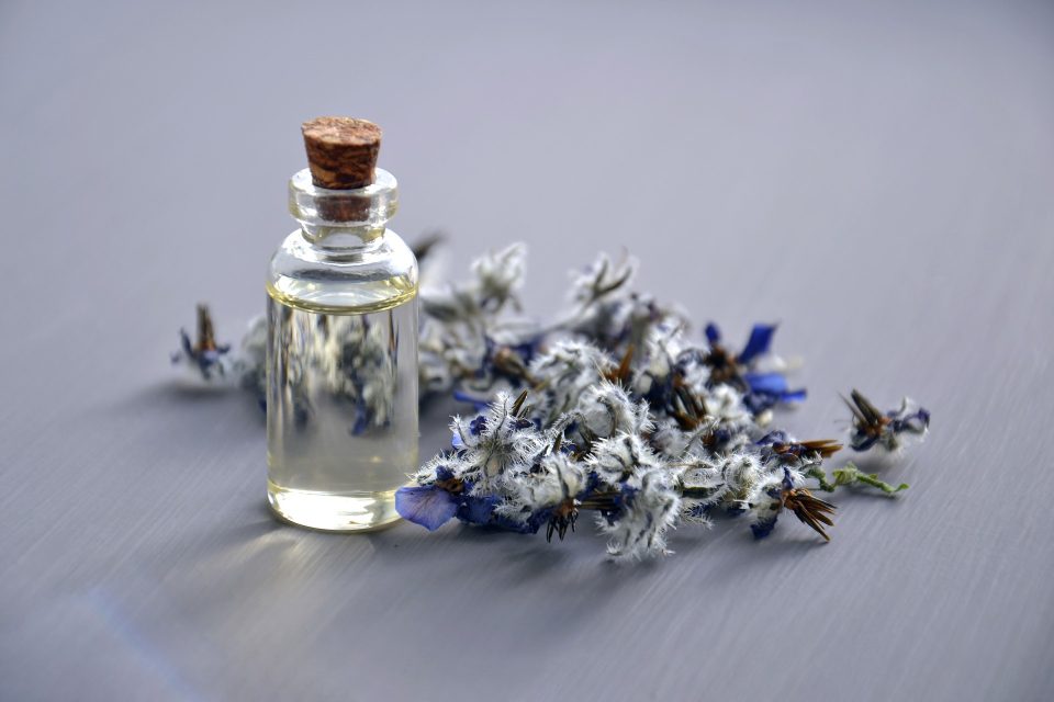 What Is a Borage Flower?