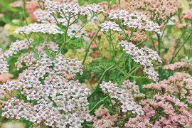2020/06/yarrow-1525486_1280.jpg