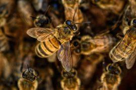 2020/06/bees-4845211_1280.jpg
