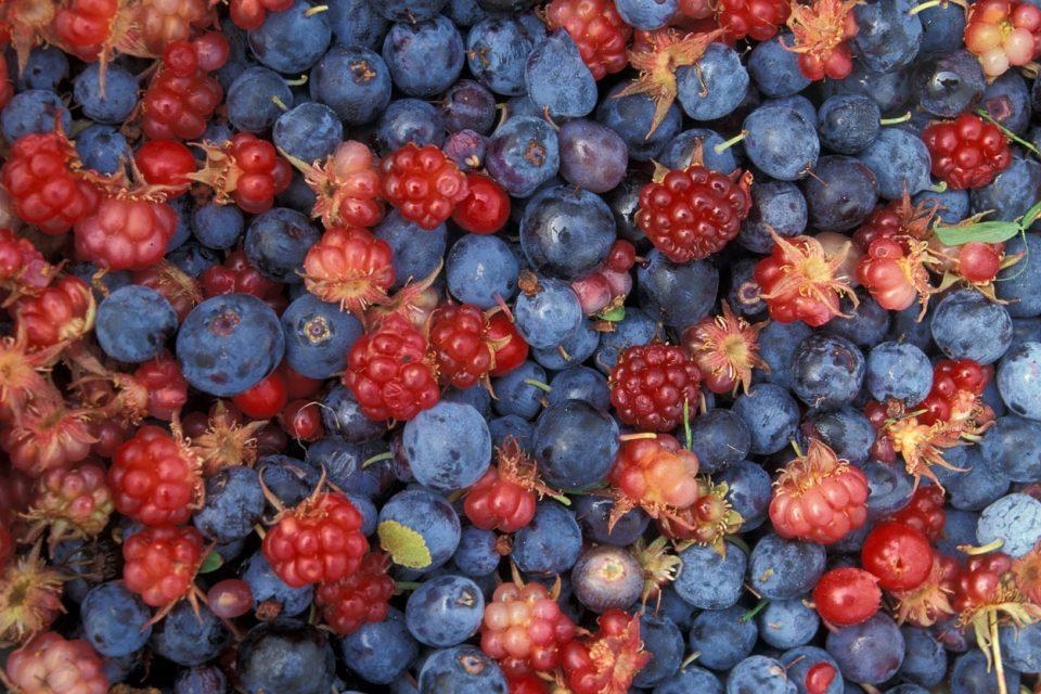 Intro Guide to Identifying Wild Berries