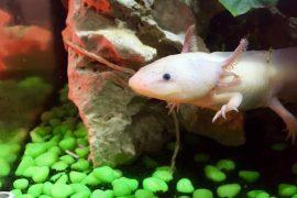 2020/07/axolotl-2412189_1280.jpg