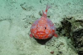 Exploring uncharted territory in the Coral Sea