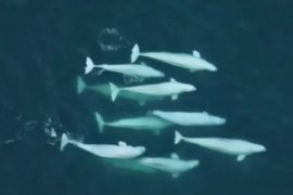 Beluga whales form complex social networks