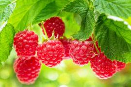 Ripe,Raspberries,In,A,Garden,On,A,Green,Background