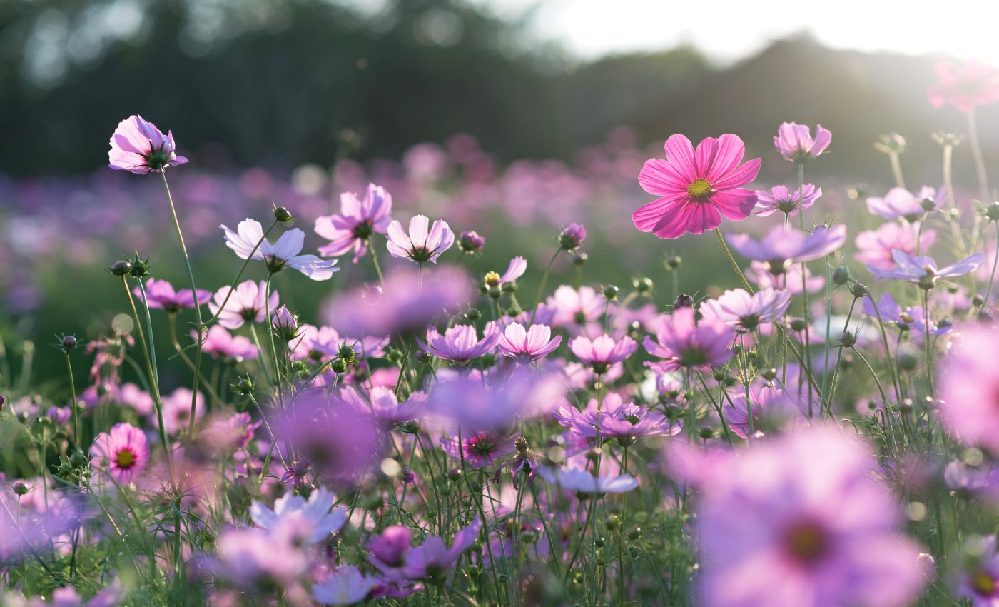 Flowers spread parasitic bee diseases 