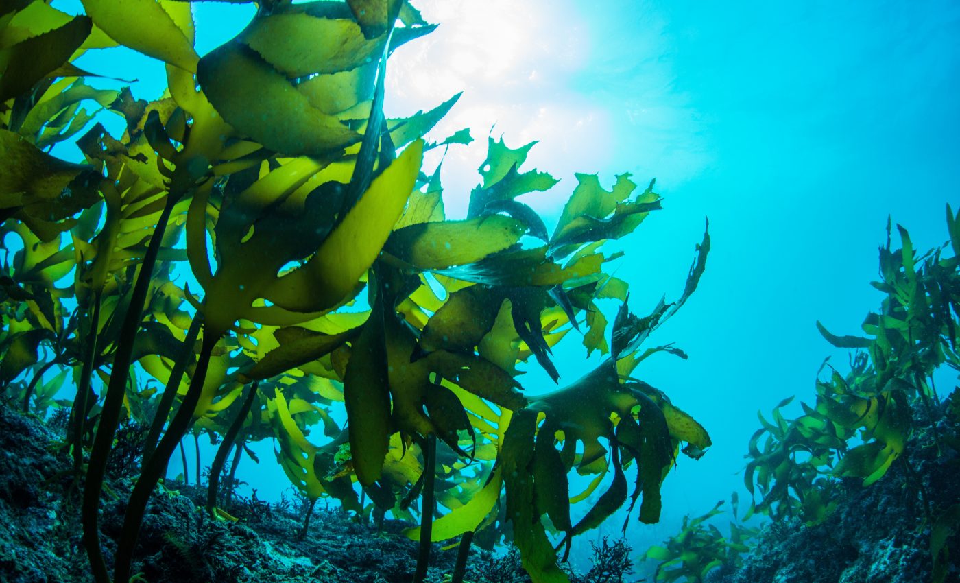 Is seaweed more potent against COVID-19 than remdesivir?