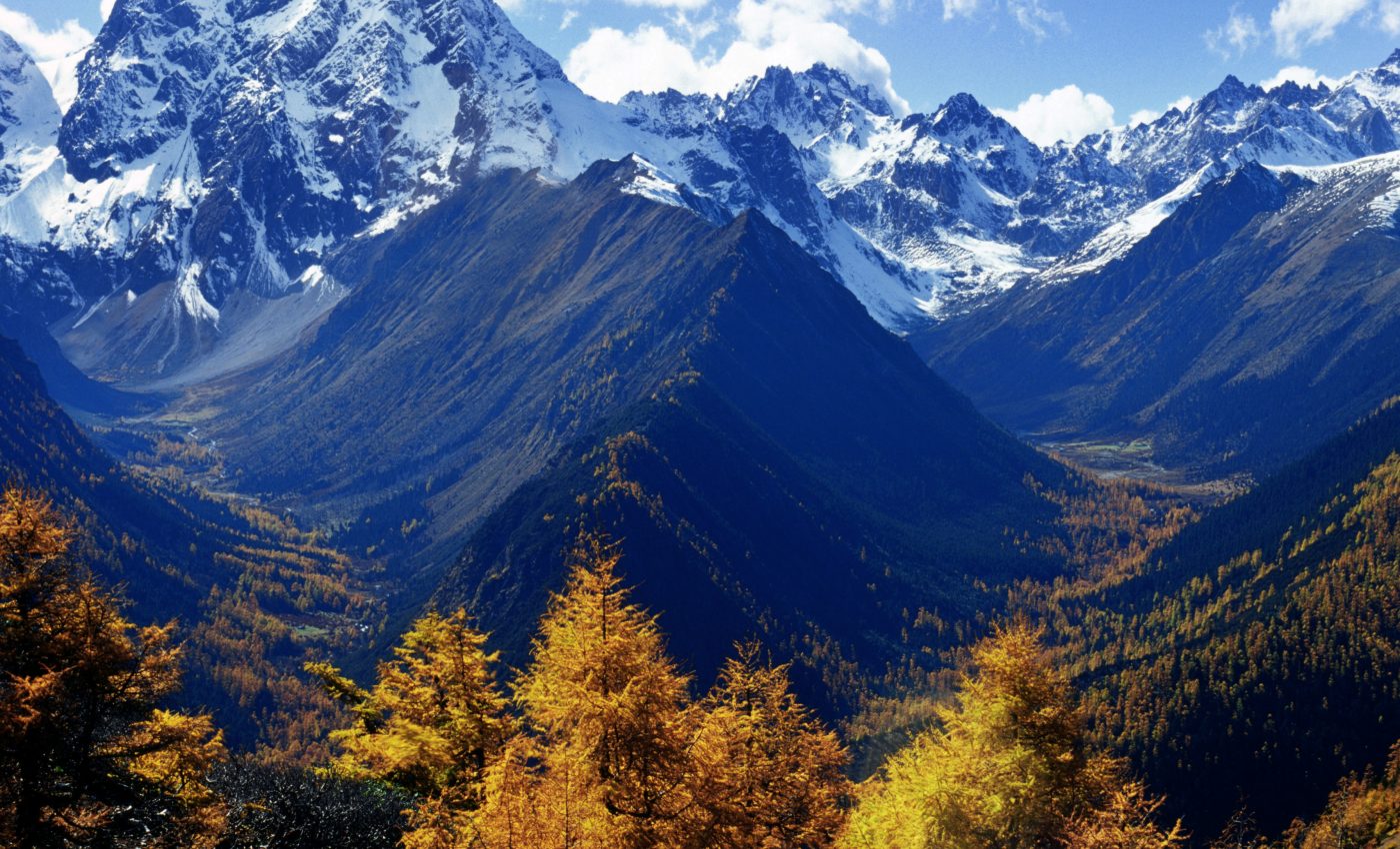 Mountain formation led to an explosion in plant diversity 