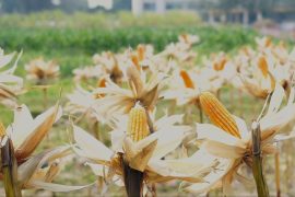 Corn used to produce high-quality hand sanitizer